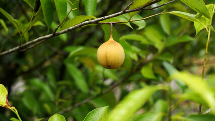 Ripe nutmeg fruits hanging on the branch, surrounded by fresh light green leaves, with a blurred green background.