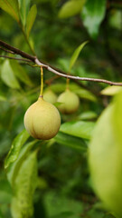 Several ripe nutmeg fruits hanging on the tree branch with lush green leaves, creating a beautiful natural scene.