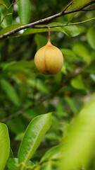 Ripe nutmeg fruits hanging on the tree branch, surrounded by shiny green foliage, creating a beautiful natural view.