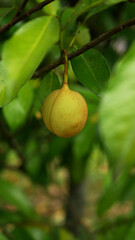 Ripe nutmeg fruits hanging on the tree branch, surrounded by shiny green foliage, creating a beautiful natural view.