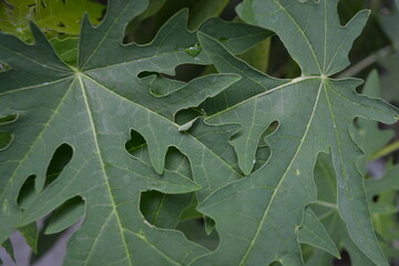 close up of green leaves