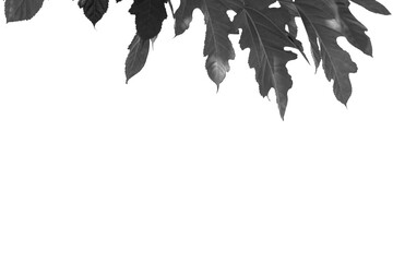 Leaves at the top, black and white, for purpose of web and design use