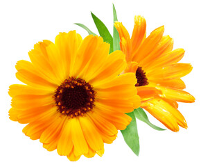 Bright orange flowerheads of calendula, close up on white background. File contains clipping path.