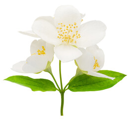 Obraz premium Delicate jasmine flowers isolated on white background. File contains clipping paths.