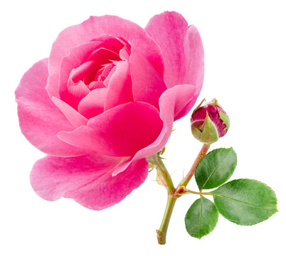 Pink rose and rose bud or Bulgarian or Damask rose, is used as a flavoring ingredient in culinary and perfume production. File contains clipping path.