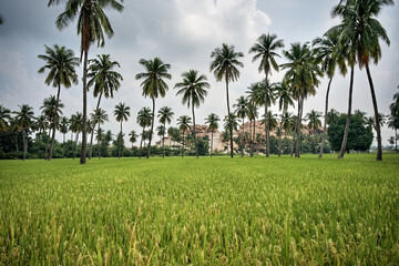 Fototapeta premium Granite giants watching over the rice fields of Anegundi