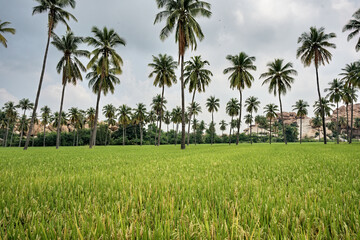 Granite giants watching over the rice fields of Anegundi