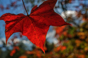 red maple leaf