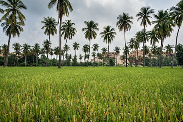 Fototapeta premium Granite giants watching over the rice fields of Anegundi