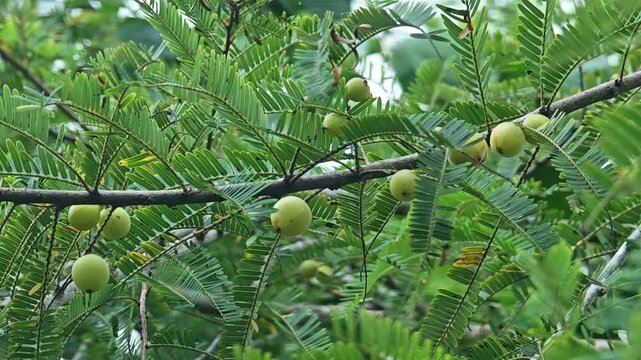 Indian Gooseberry on tree