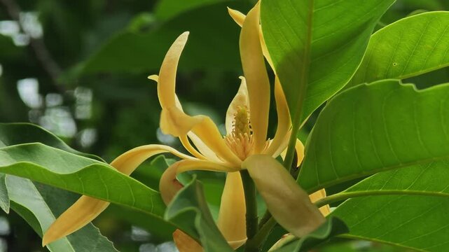  Ylang-ylang flower