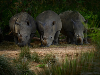 Group of rhinoceros in nature