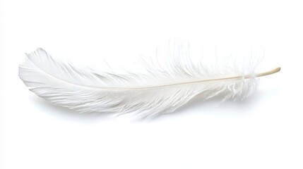 Obraz premium A single white feather isolated on a white background. (2)
