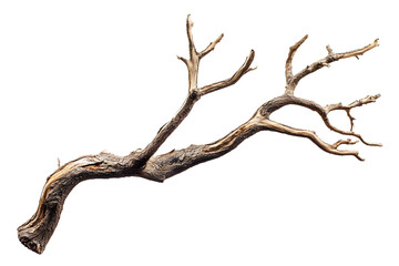 Fototapeta premium tree branch isolated on transparent background