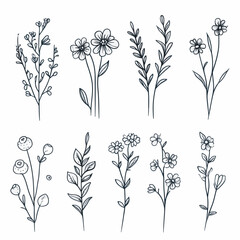 minimal botanical graphic sketch drawing