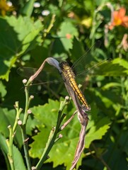 grasshopper on a leaf