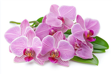 Obraz premium 胡蝶蘭
