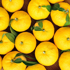 白背景に、たくさんの柚子の実を俯瞰で撮った写真