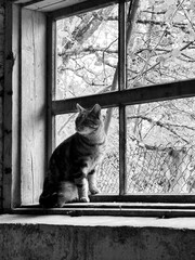 cat on the window