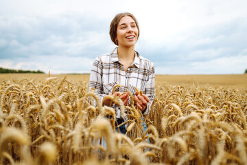 Wheat quality check. Agronomist holds ears of wheat in a golden field. Harvesting. Agribusiness. Gardening concept.