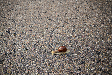 ślimak winniczek na drodze , Helix pomatia  © Marcin Łazarczyk