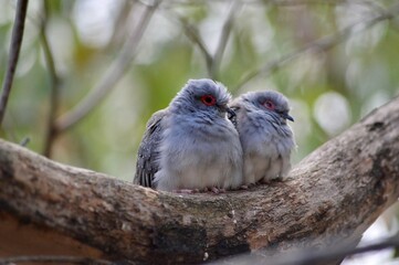 Doves On Branch