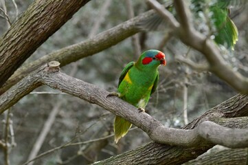 Musk Lorikeet On Branch