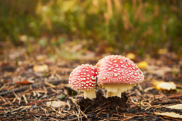 Muchomor czerwony, Amanita muscaria (L.)