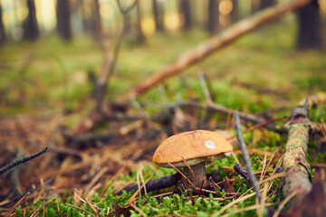 Koźlarz czerwony, Leccinum aurantiacum (Bull.) Gray