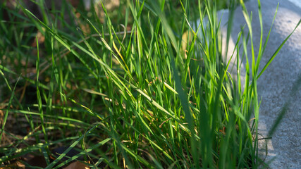 Green grass close-up. Sunlight falls on green grass