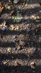 Fallen plums and dry leaves in the sunlight coming through the fence. Sunlight falls in streaks on...