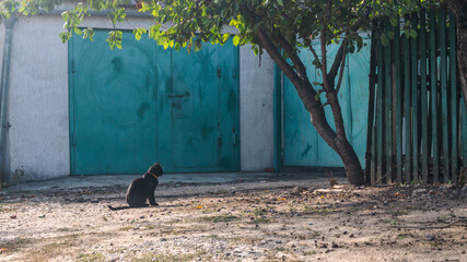 Landscape black cat sits under a tree in front of a green gate and door to the garage