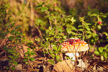 Muchomor czerwony, Amanita muscaria (L.)
