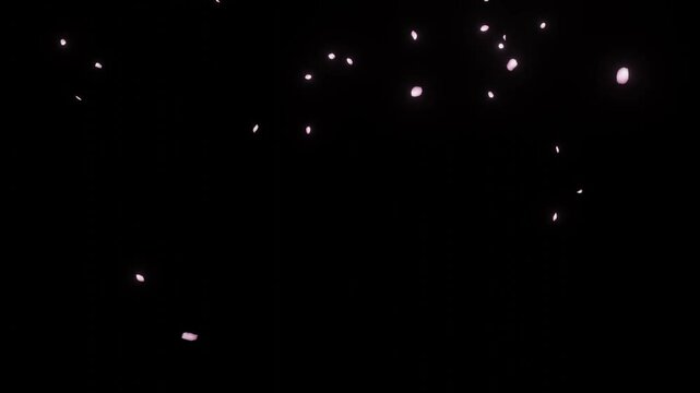 Cherry blossom petals falling particle animation (PNG Background) - (4K_24fps)	