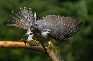Hawk in defense mode