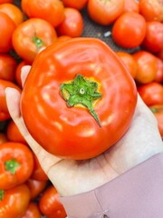fresh tomatoes in person's hand