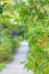 A park walking path filled with green plants.