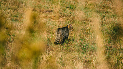 wildcat walking through a grassy field, surrounded by tall grass. The cat has a striped coat with shades of brown and gray, blending with the natural environment.