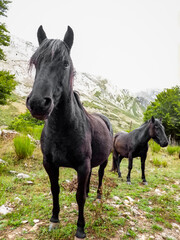 black horse with a messy mane under sunlight in a natural setting, with trees in the background. The horse appears to be in a forested area, highlighting its dark coat