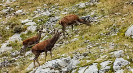 One male deer pursuing one female with her cab during the rotting season in the spanish mountains