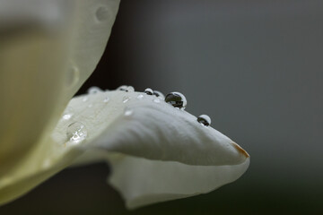 a yellow rose with some sharp water drops 
