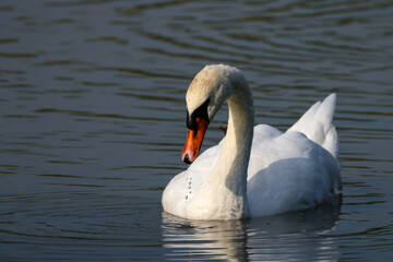 a graceful swan with water drops on the beak