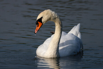 a graceful swan with water drops on the beak