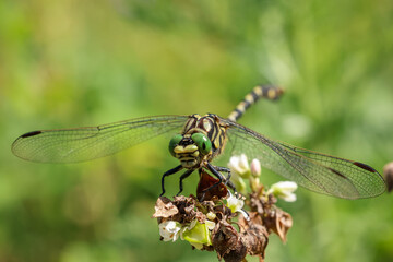 close-up picture of a dragonfly resting on a flower