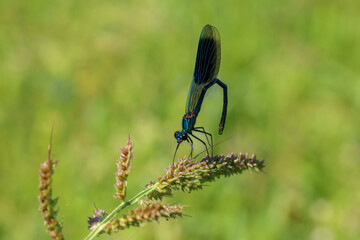 a blue dragonfly or demoiselle resting on a blade of grass