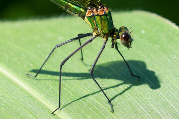 a green dragonfly resting on a green blade of corn
