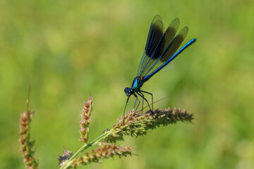 a blue dragonfly or demoiselle resting on a blade of grass