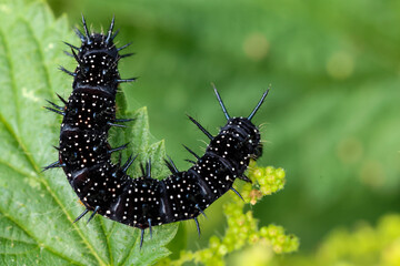the caterpillar of the peacock butterfly
