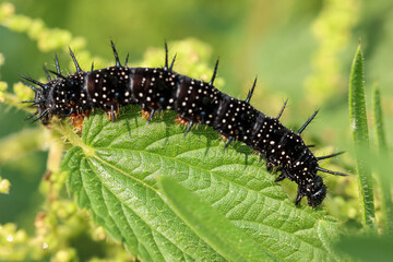 the caterpillar of the peacock butterfly