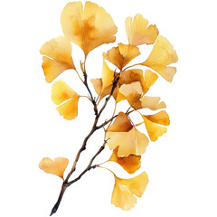 a ginkgo branch with yellow leaves
